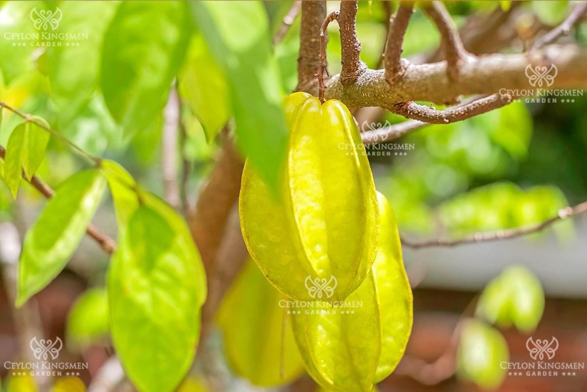 Ceylon Kingsmen Garden Hotel - Katunayake Negombo Ngoại thất bức ảnh