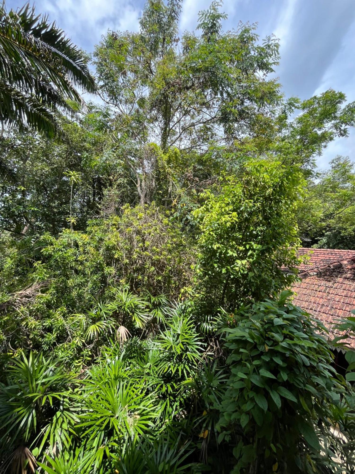 Ceylon Kingsmen Garden Hotel - Katunayake Negombo Ngoại thất bức ảnh